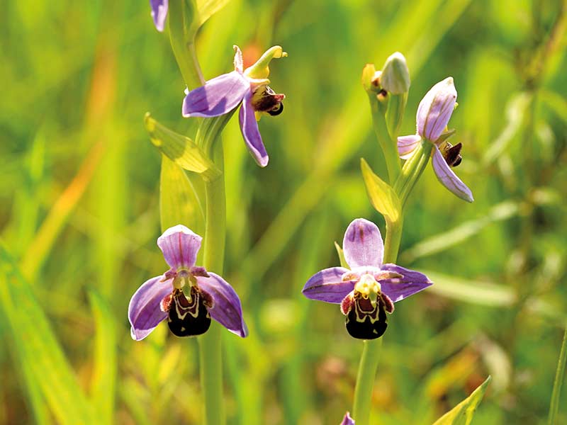 Bee Orchid close-up with out-of-focus grasses in background