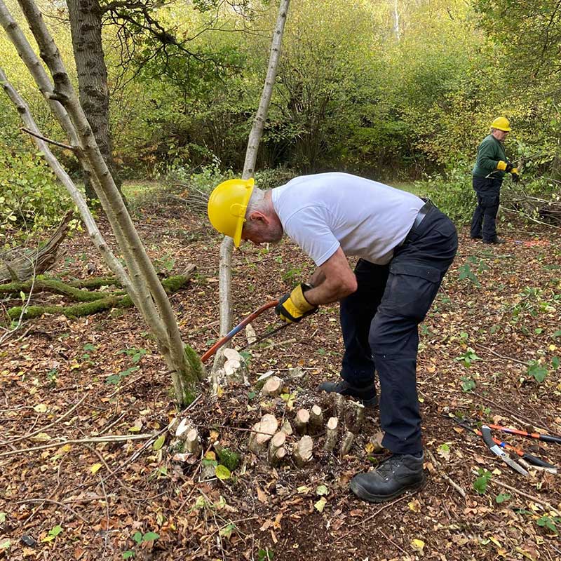 Volunteers coppicing hazel to improve biodiversity