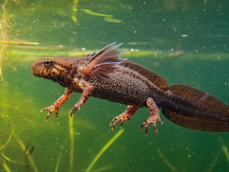Great Crested Newt swimming underwater in a clear pond