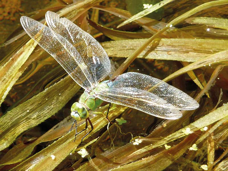 Dragonfly close-up resting on pond flora