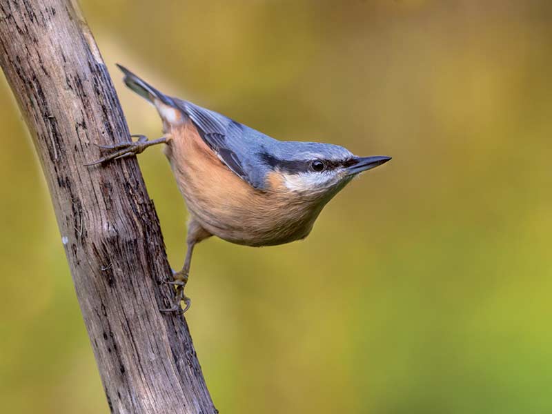 Nuthatch grasping a small branch