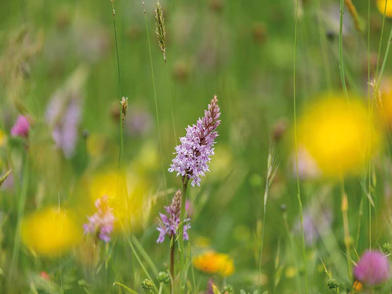 Pyramidal orchid in meadow with other wild flowers
