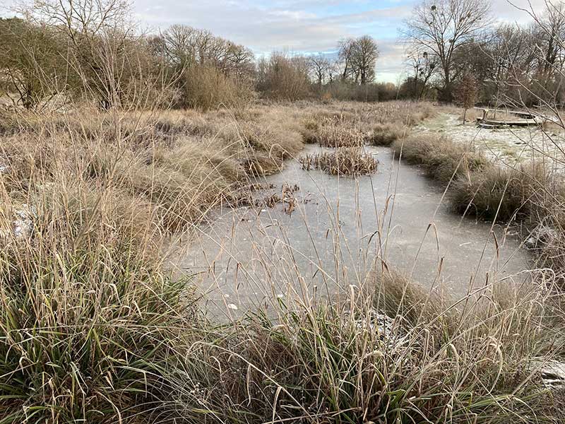 Rye Meadows Nature Reserve, Ashtead  in Winter