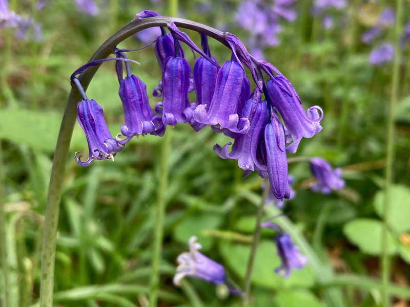 Close-up of bluebell in wooded area near Ashtead, Surrey