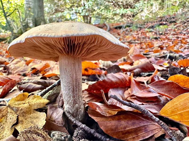 Single fungus on forrest amongst fallen leaves