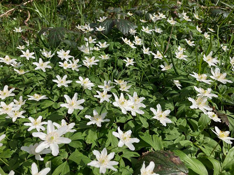 Wood anemones growing wild